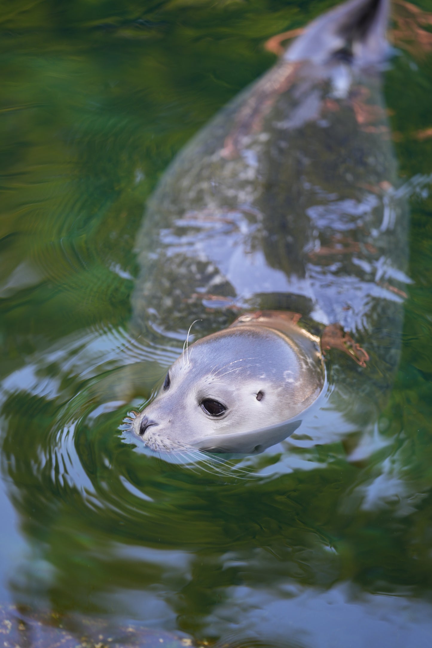 Aufgepasst: Paint Night bei den Seehunden!